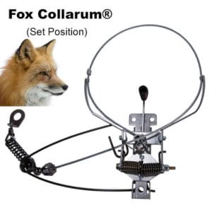 collarum fox trap
