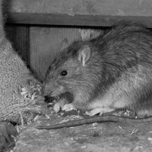 Rat Poison & Rodenticide