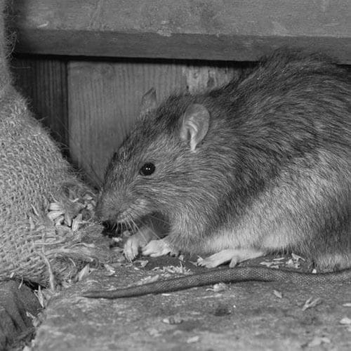 Health Risks Associated with Rats in the UK: Diseases and Allergies