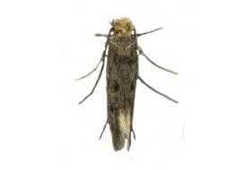 carpet moth close up