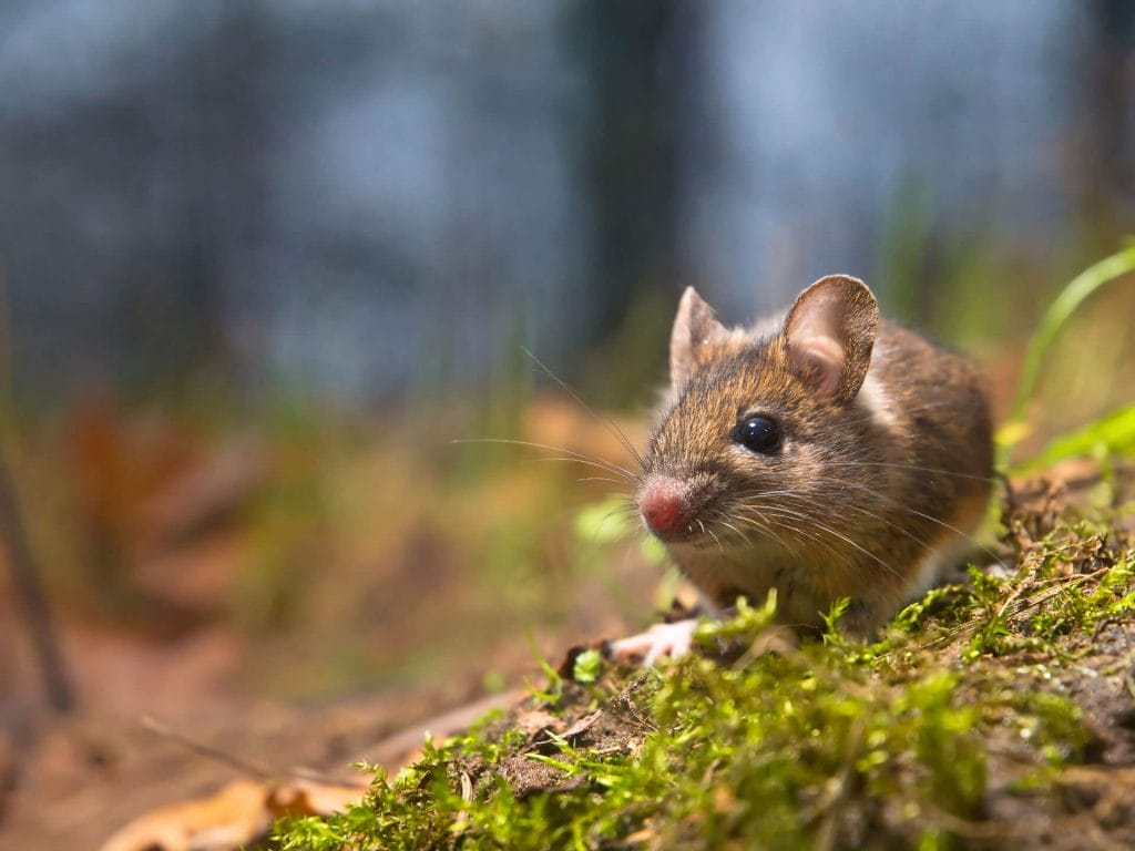 Preventing Mouse Infestations: Tips and Strategies for Mouse-Free Living
