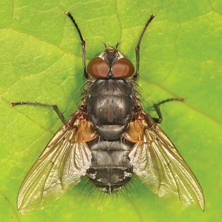 How To Get Rid of Cluster Flies - Cluster Fly Control Guide