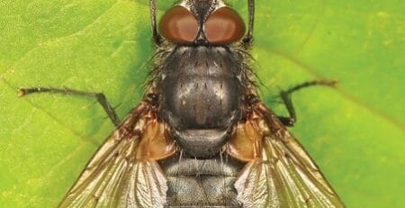 cluster fly