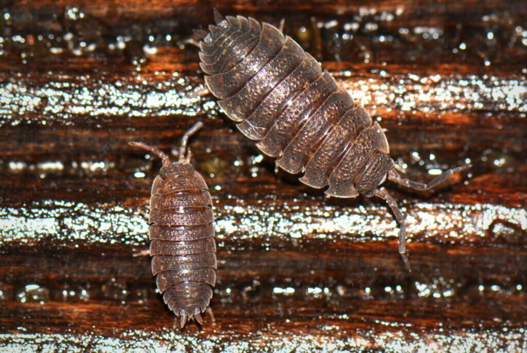 Signs of Woodlice Infestation: Is Your Home at Risk?