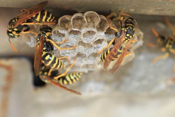 Top 10 Wasp Prevention Tips for Homeowners