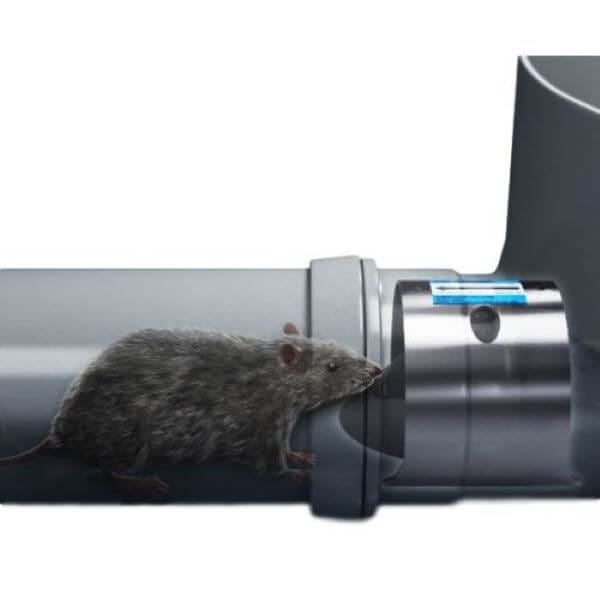 Rat Control - a Collaborative Process - Croach® Pest Control