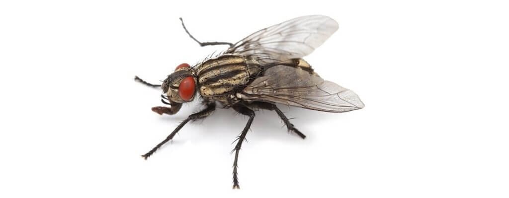 Types of Flies in the UK