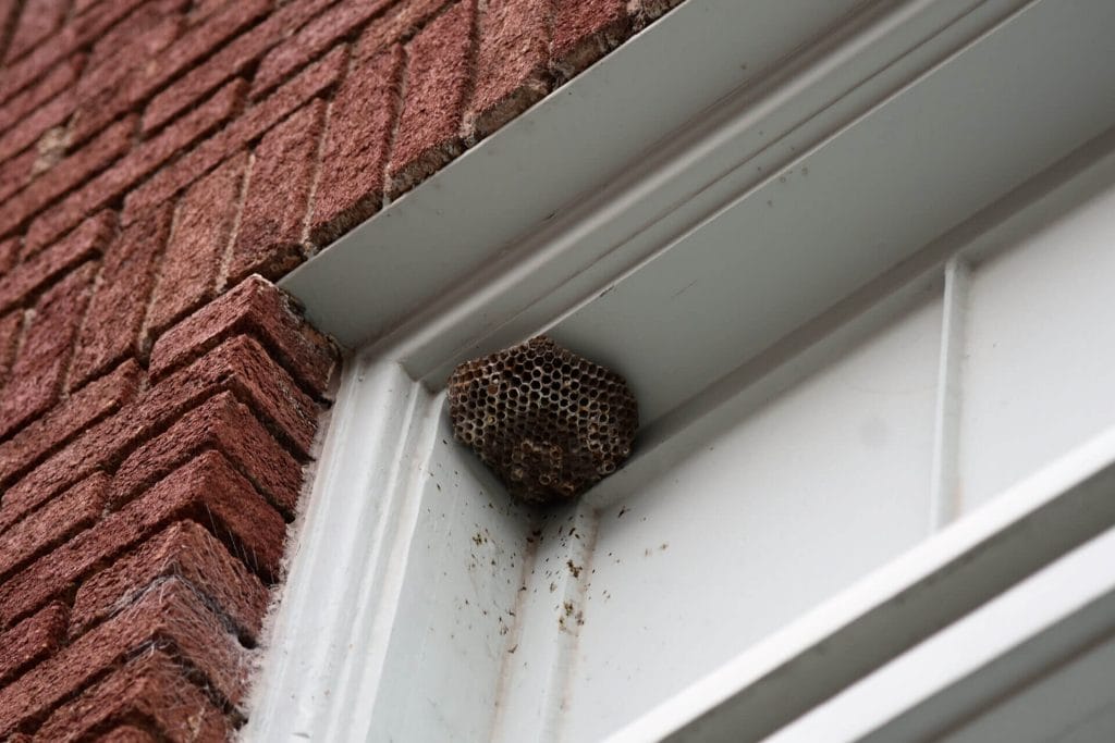 Wasp Infestations: Signs, Symptoms and Treatment Options