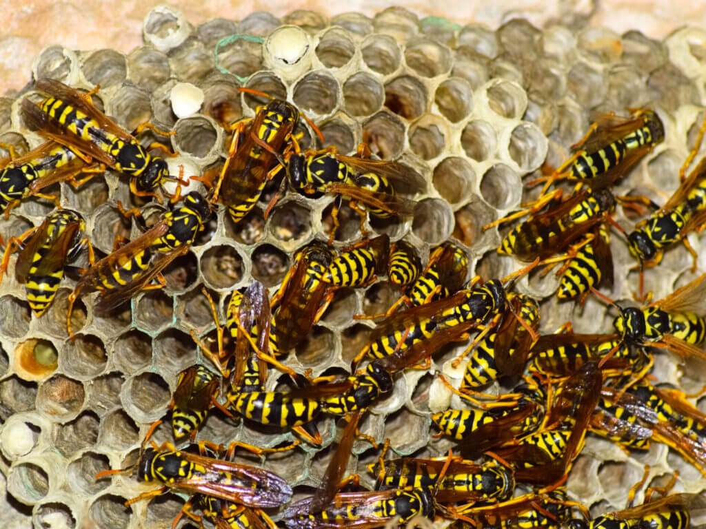 How to Choose the Right Wasp Control Products for Your Home