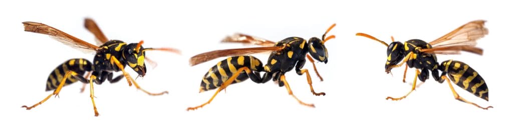 Natural Wasp Repellents: Do They Work?
