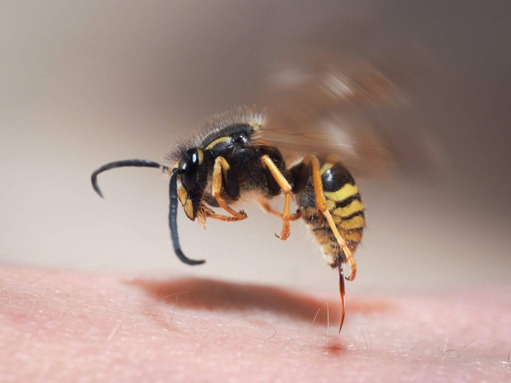 The Dangers of Wasp Stings and How to Treat Them