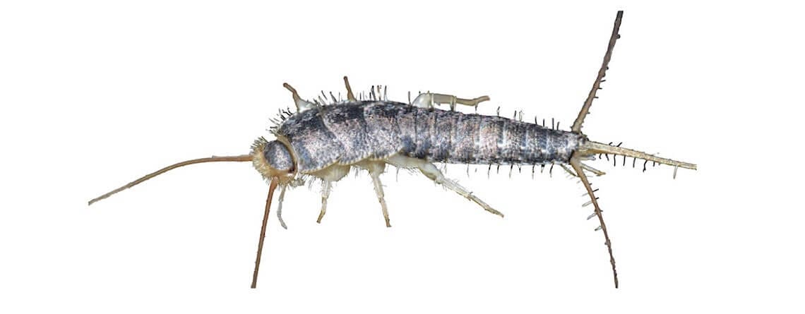 How To Get Rid Of Silverfish In The House