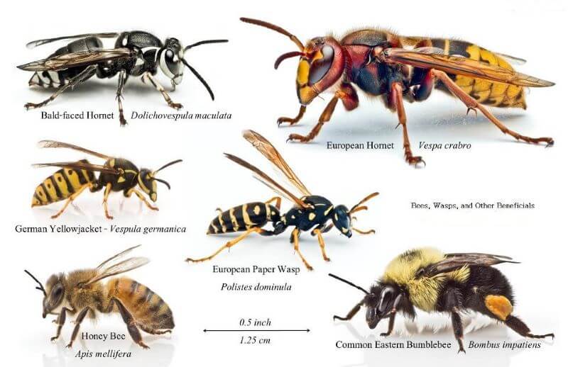 How to Identify Different Types of Wasps in the UK