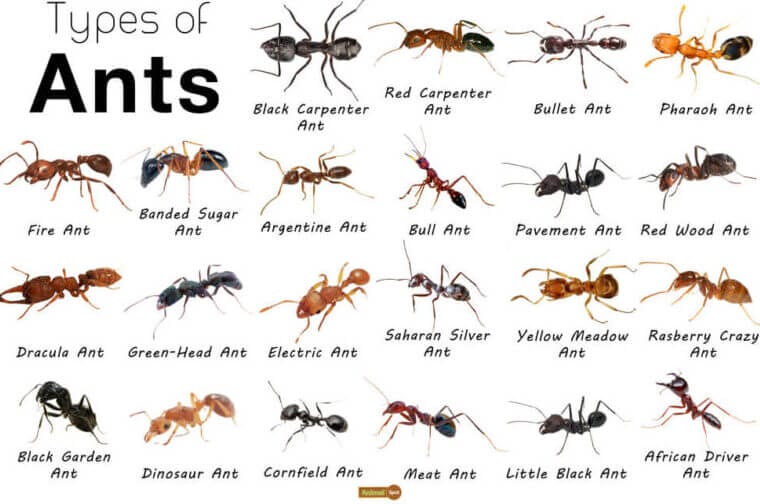 Identifying and Controlling Ants in Specific Regions of the UK