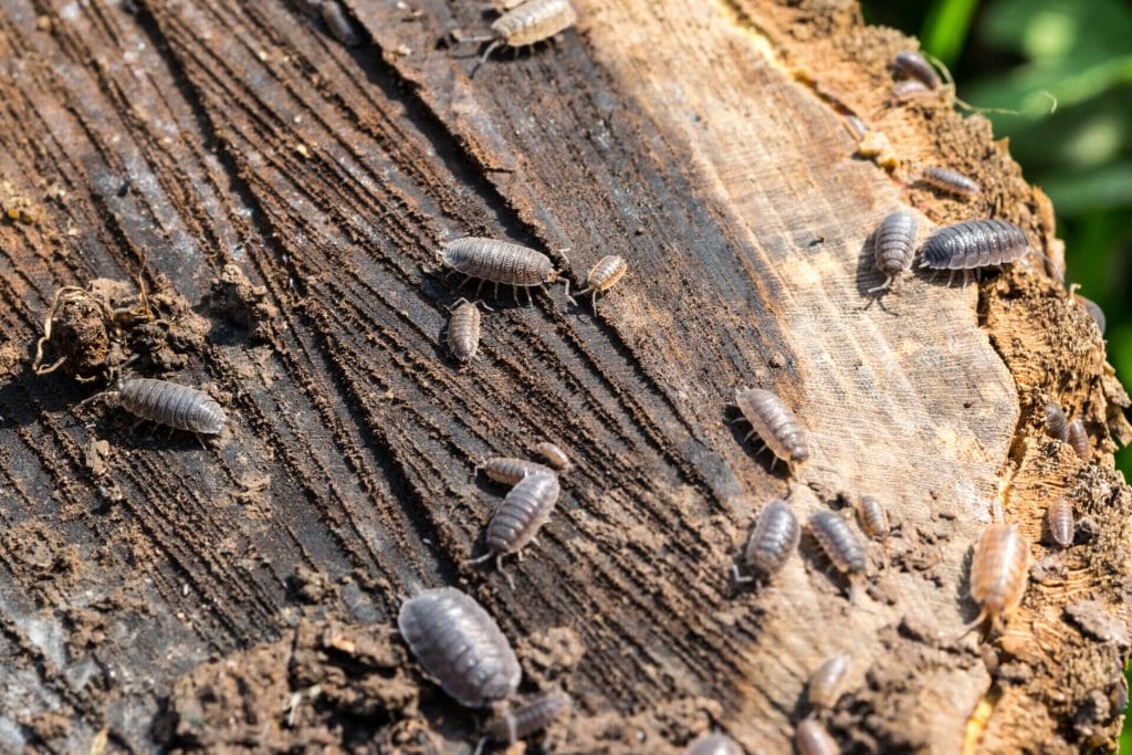 Preventing Woodlice Infestations: Effective Strategies for Your Home