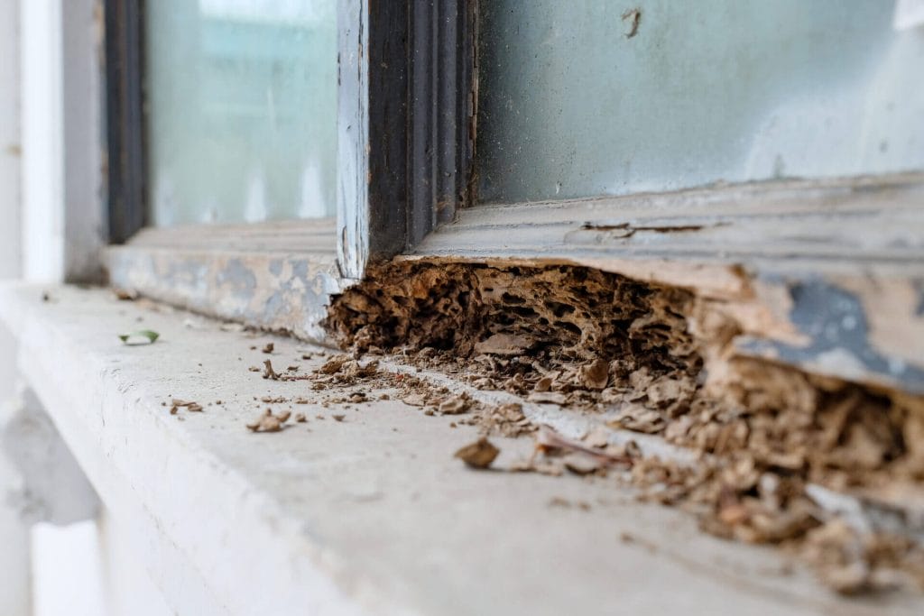 Woodlice vs. Termites: How to Tell the Difference