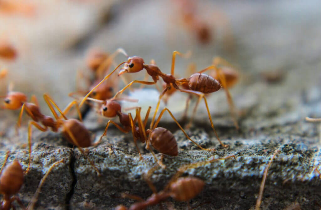 Natural Ant Control: Eco-Friendly Approaches to Manage Ant Infestations