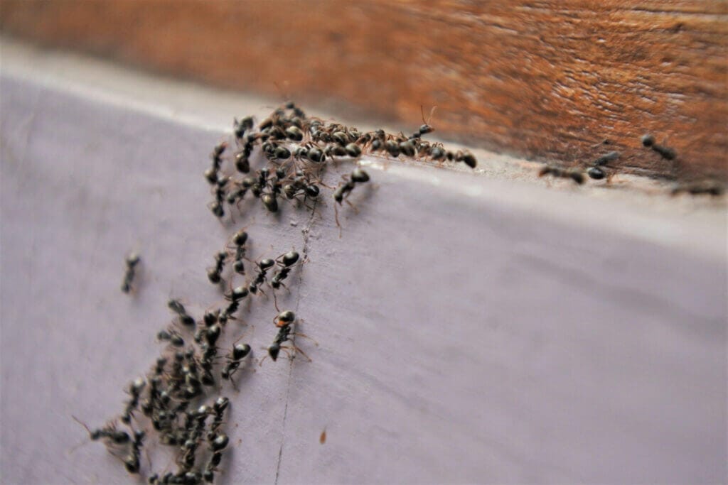 Ant Control in Different Environments: