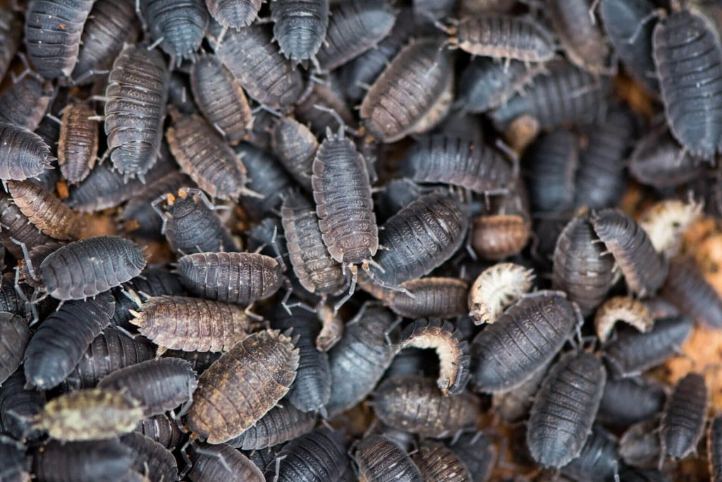 Getting Rid of Woodlice: DIY Remedies and Prevention Methods