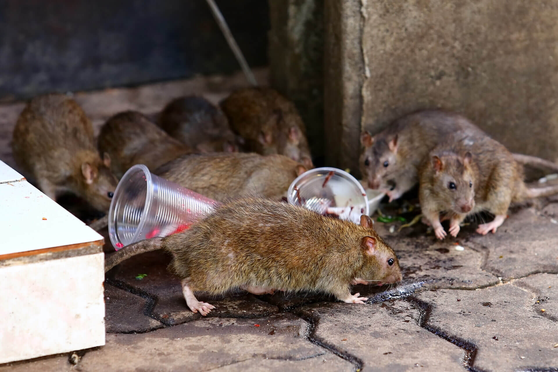 Reasons Why You Should Use Live Rat Traps - The Pest Experts Ayrshire