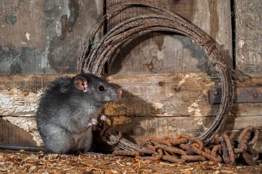 A Guide to Common Rat Species in the UK: Identifying and Differentiating Rat Species