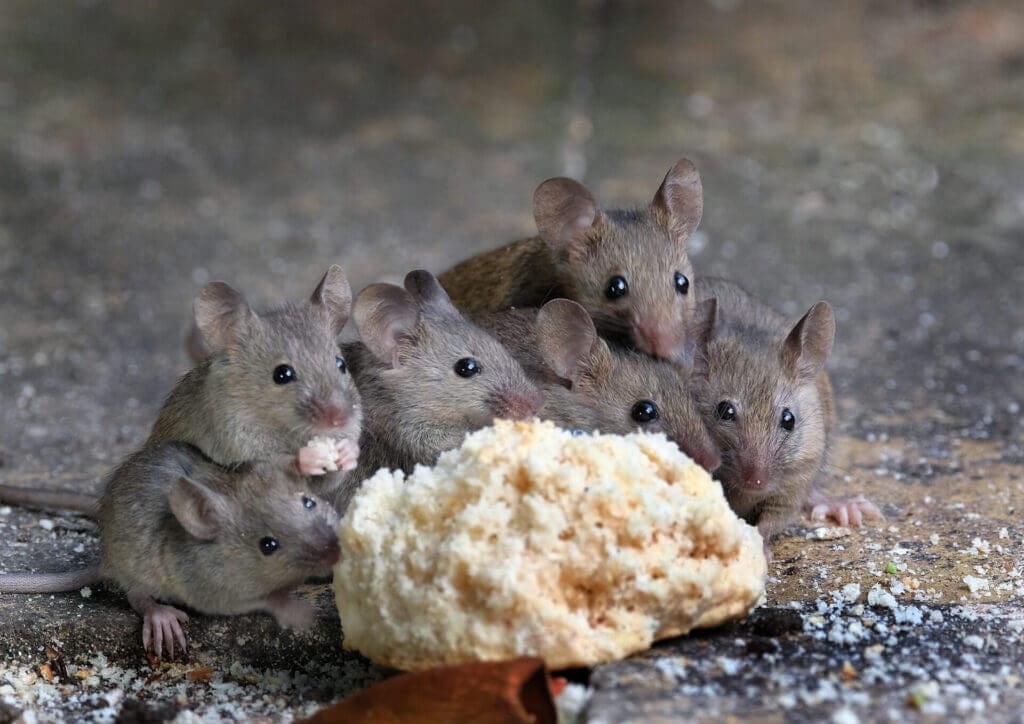 Signs of Mouse Infestation: How to Detect Mouse Activity in Your Home